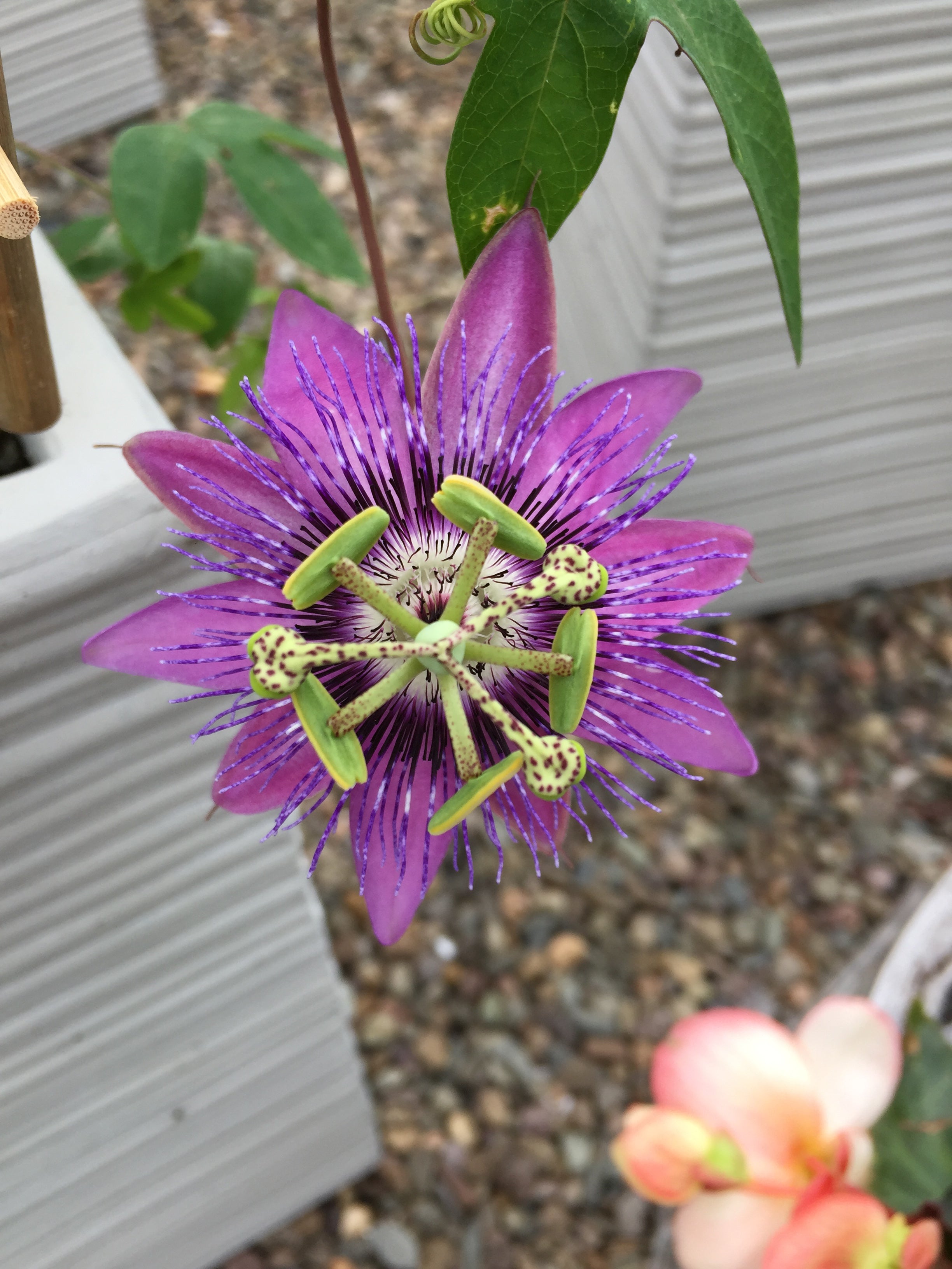 PASSIFLORA 'APHRODITE'S PURPLE NIGHTIE'