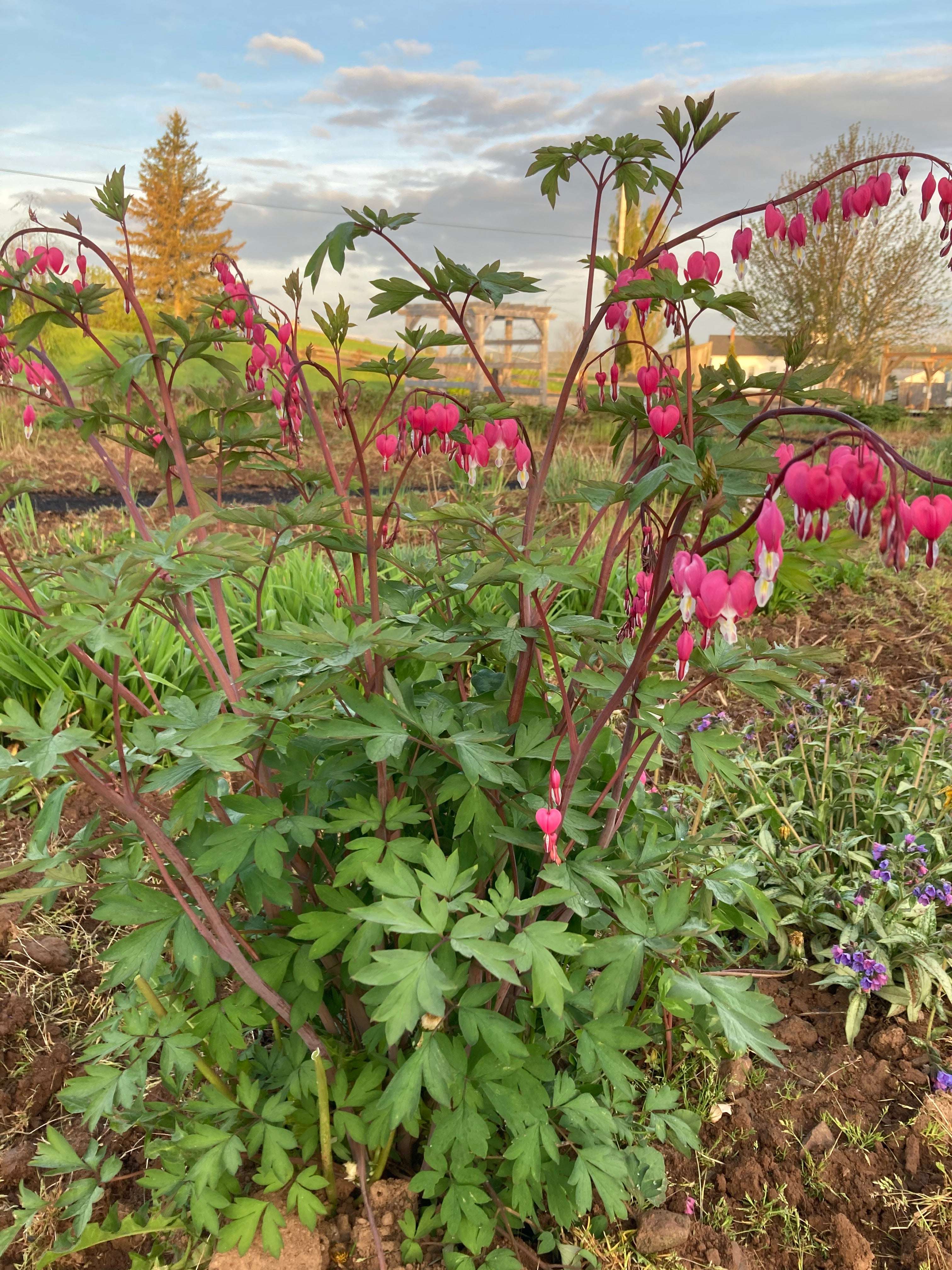 DICENTRA SPECTABILIS