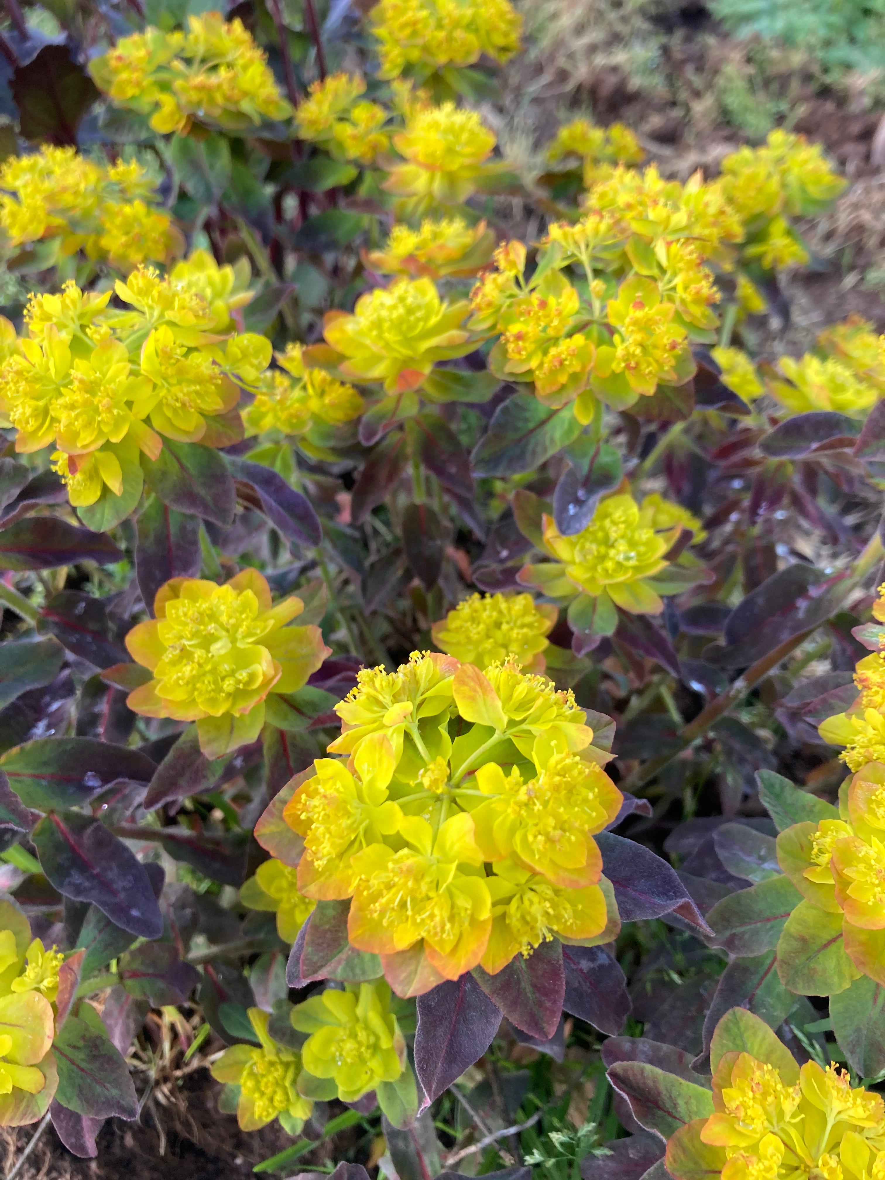 EUPHORBIA POLYCHROMA 'BONFIRE'