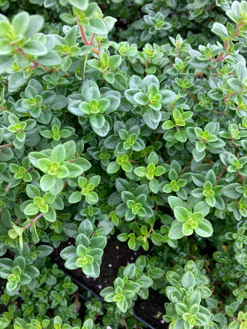 HERB-THYME 'LEMON'