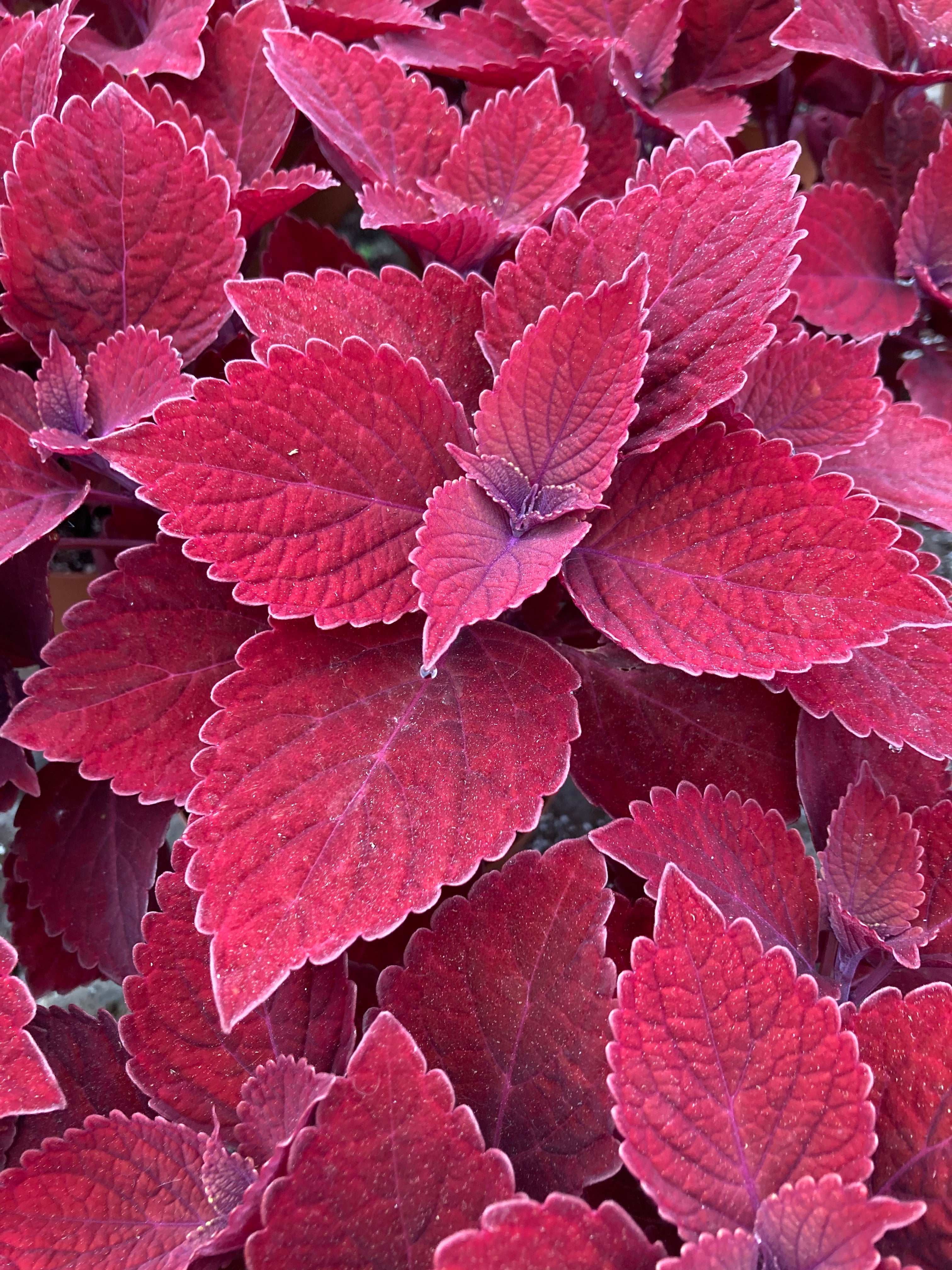 COLEUS MAIN STREET 'BEALE ST'