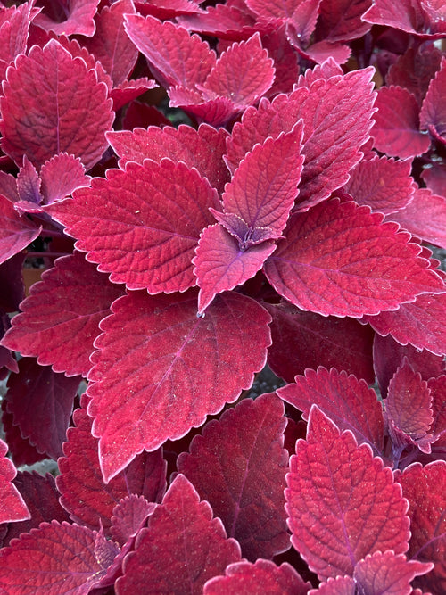 COLEUS MAIN STREET 'BEALE ST'