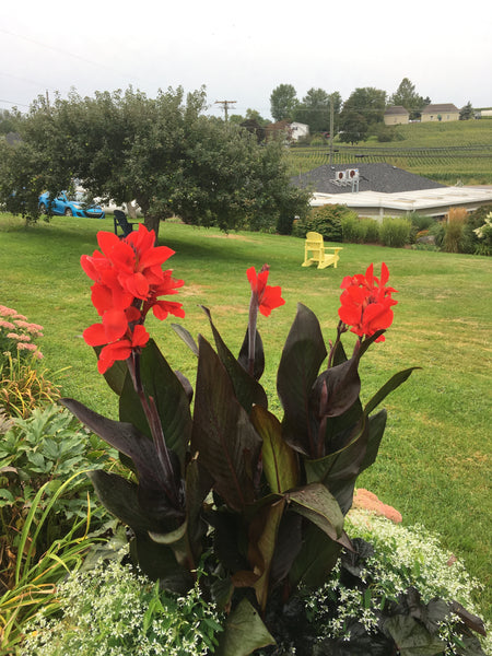 DeGroot: Why Canna lilies are enjoying a resurgence