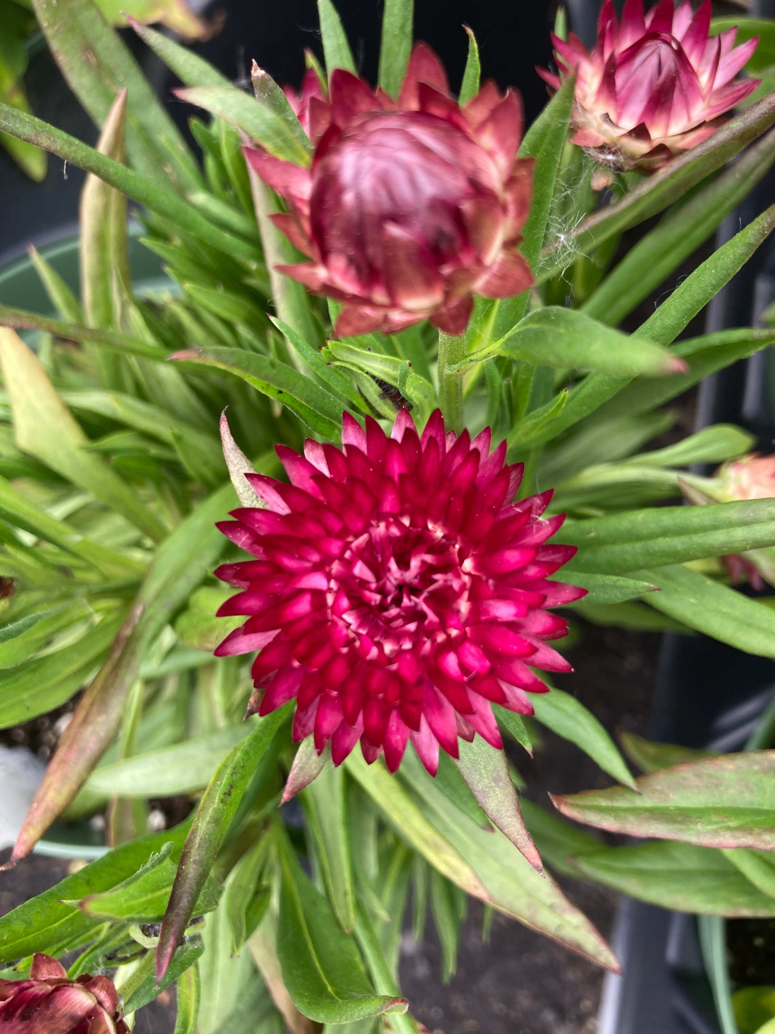 BRACTEANTHA 'PINK'