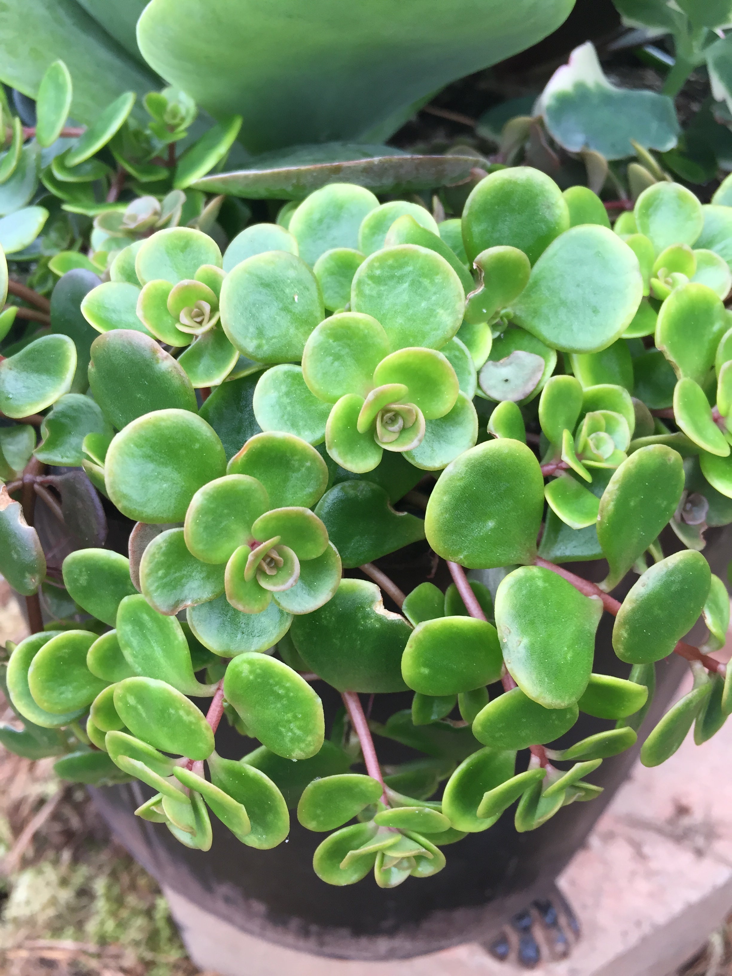 SUCCULENT SEDUM 'CORAL REEF'