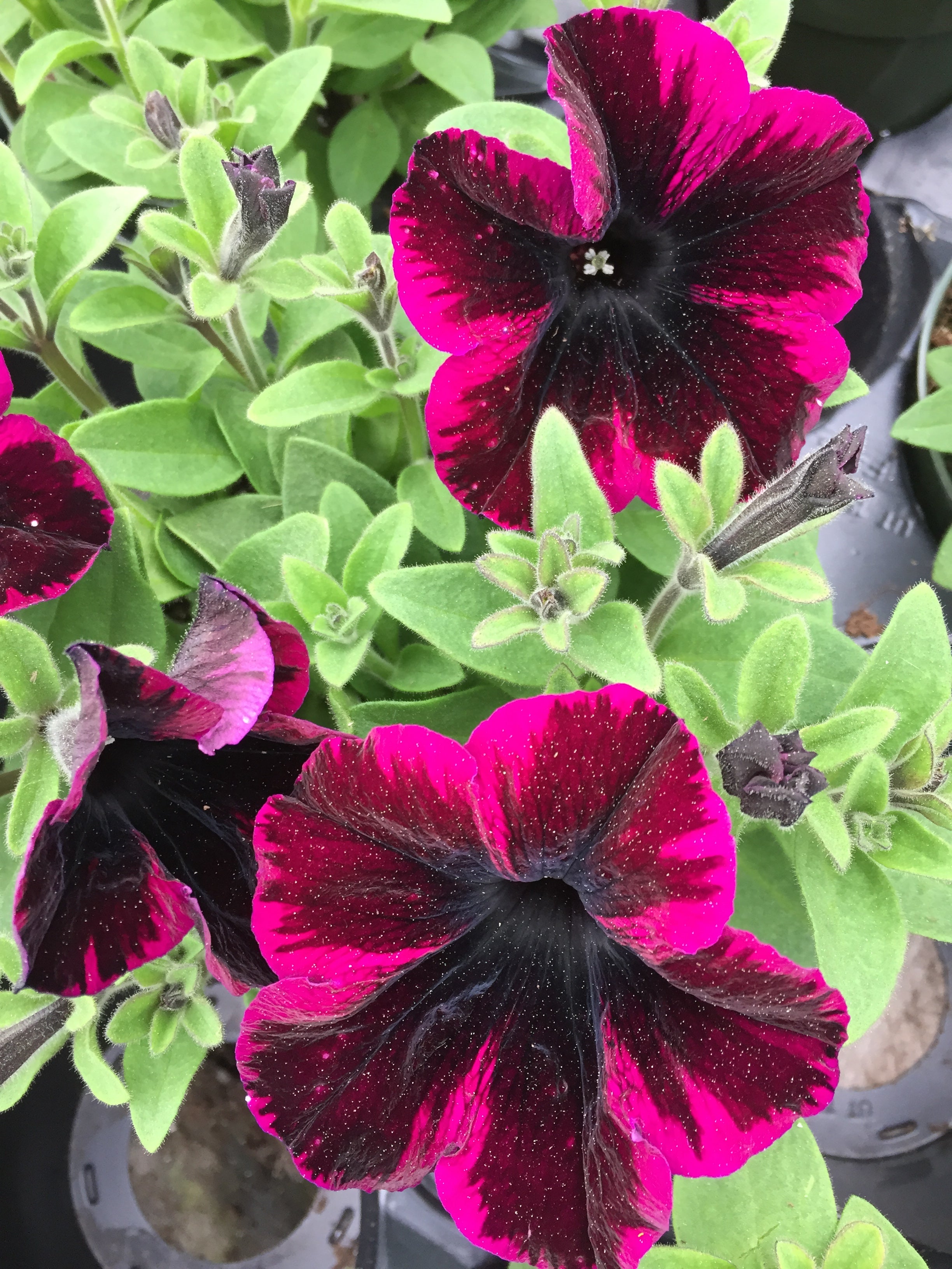 PETUNIA CRAZYTUNIA 'COSMIC PURPLE'