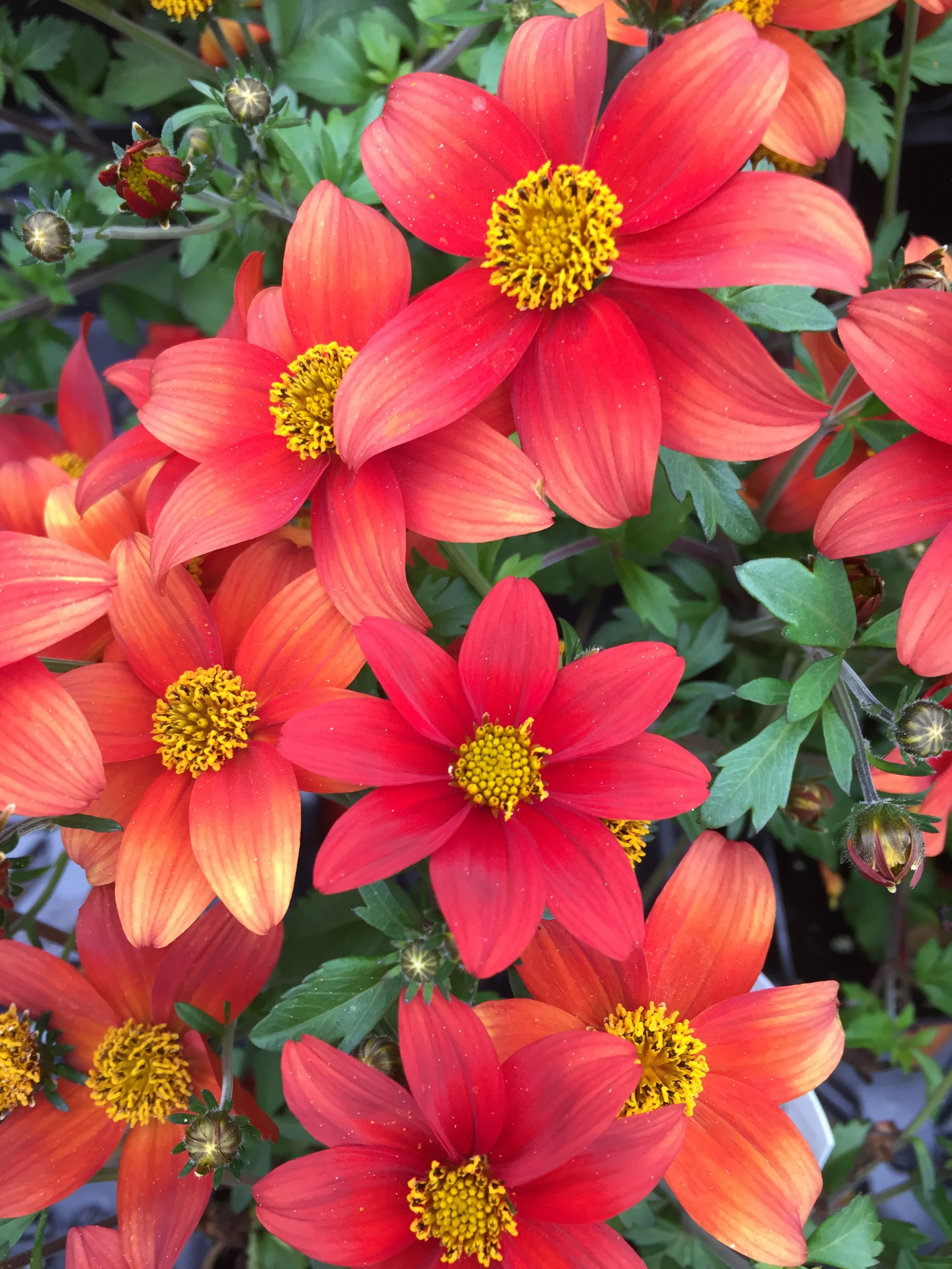 BIDENS RED