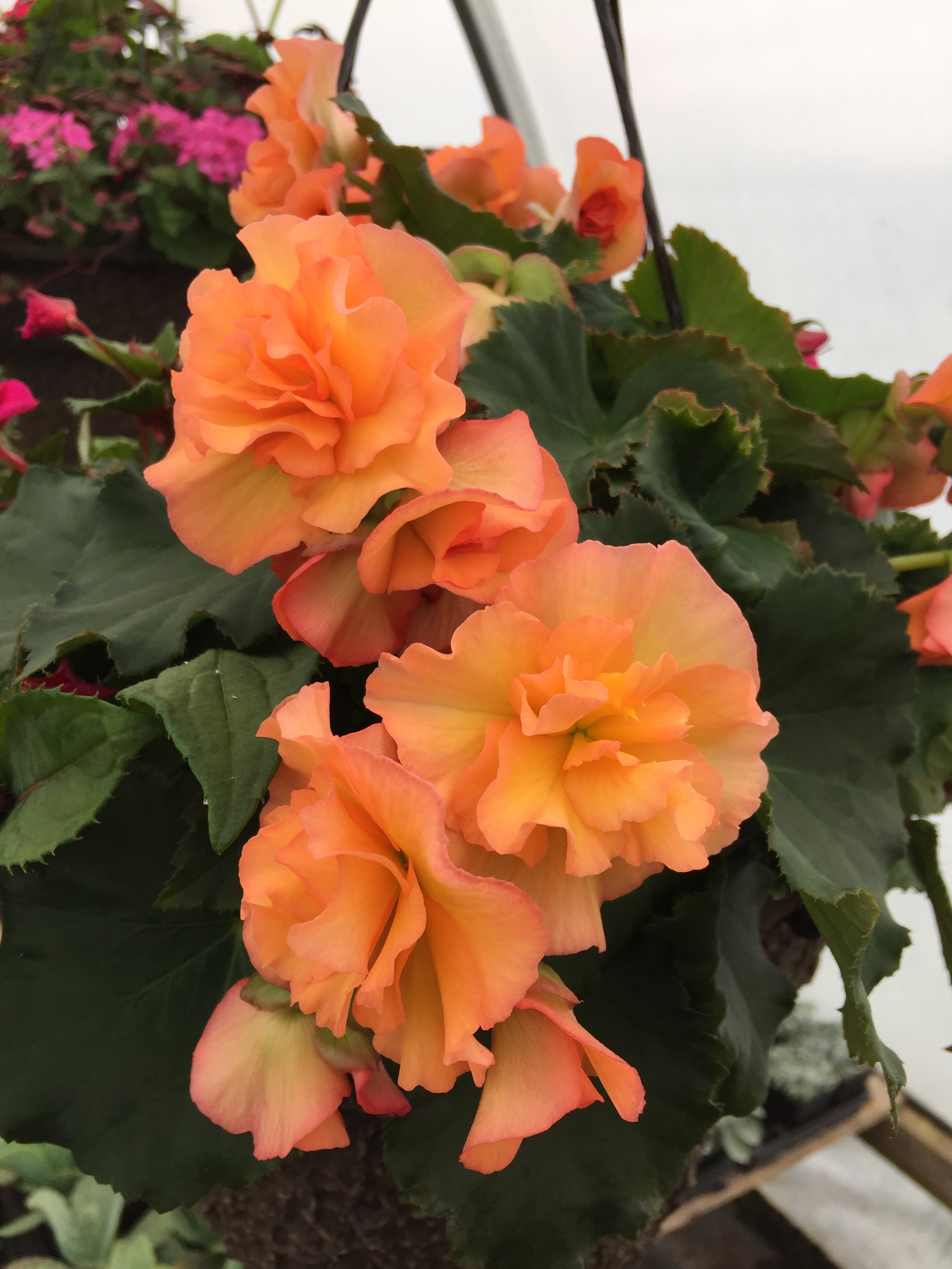 BEGONIA SOLENIA APRICOT