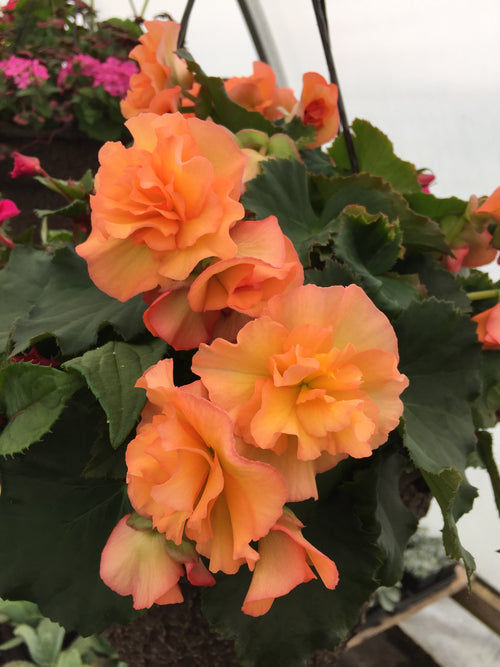 BEGONIA SOLENIA 'APRICOT'