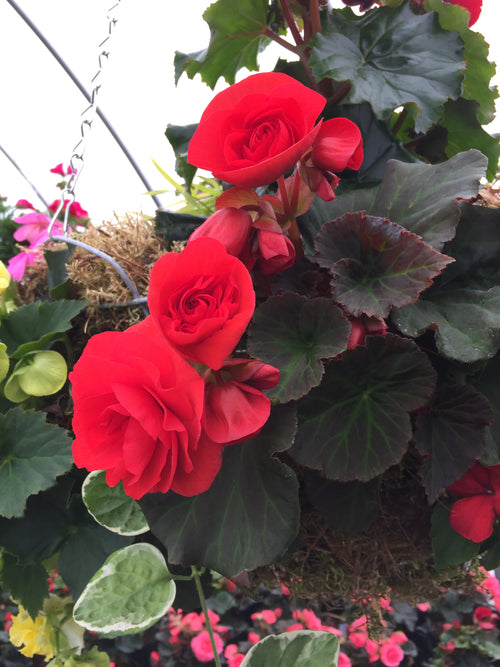 BEGONIA SOLENIA 'SCARLET'