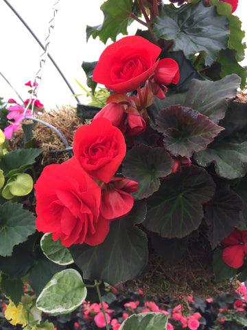 BEGONIA FRAGRANT FALLS 'PEACH'