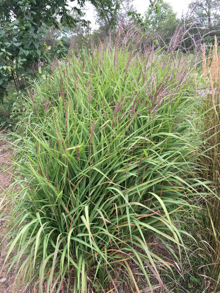 MISCANTHUS PURPURASCENS – Horlings Plants