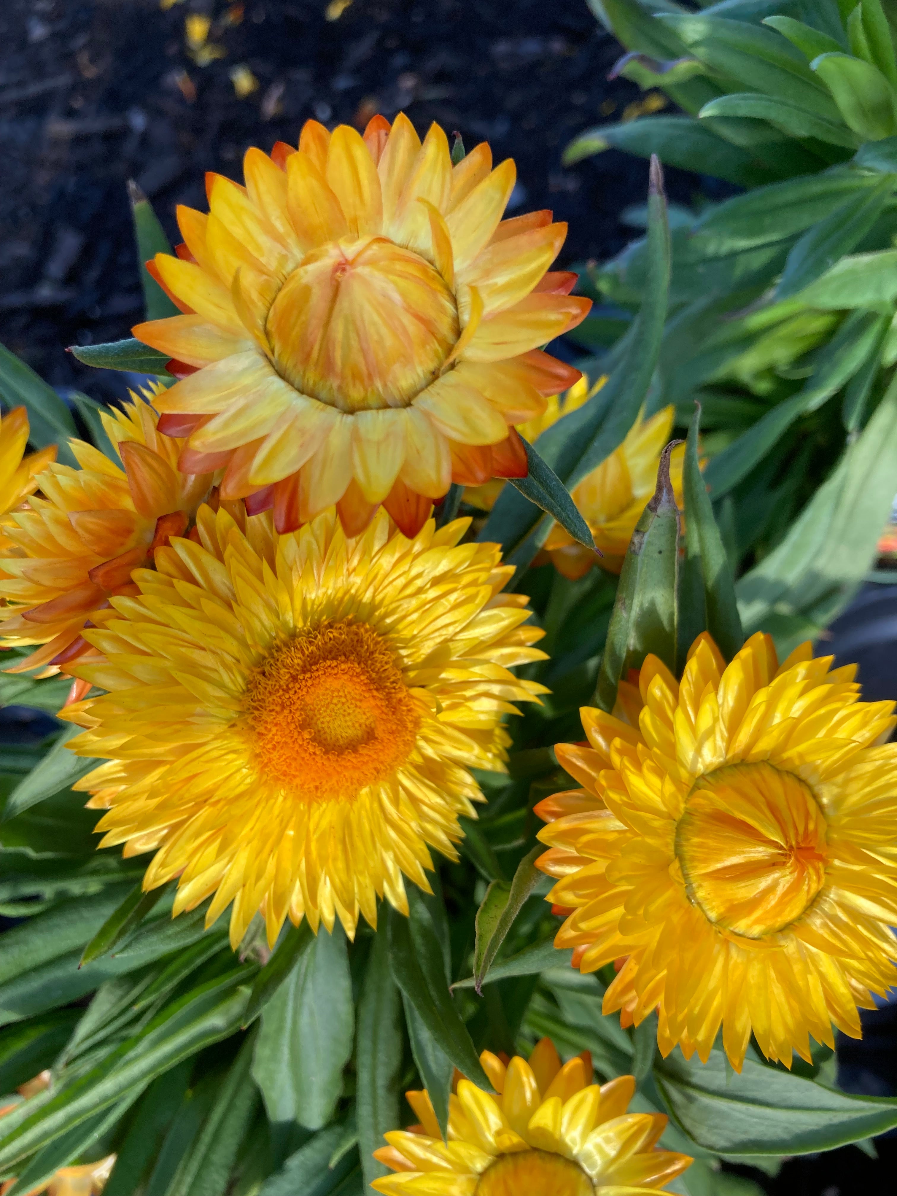 BRACTEANTHA 'GOLD'