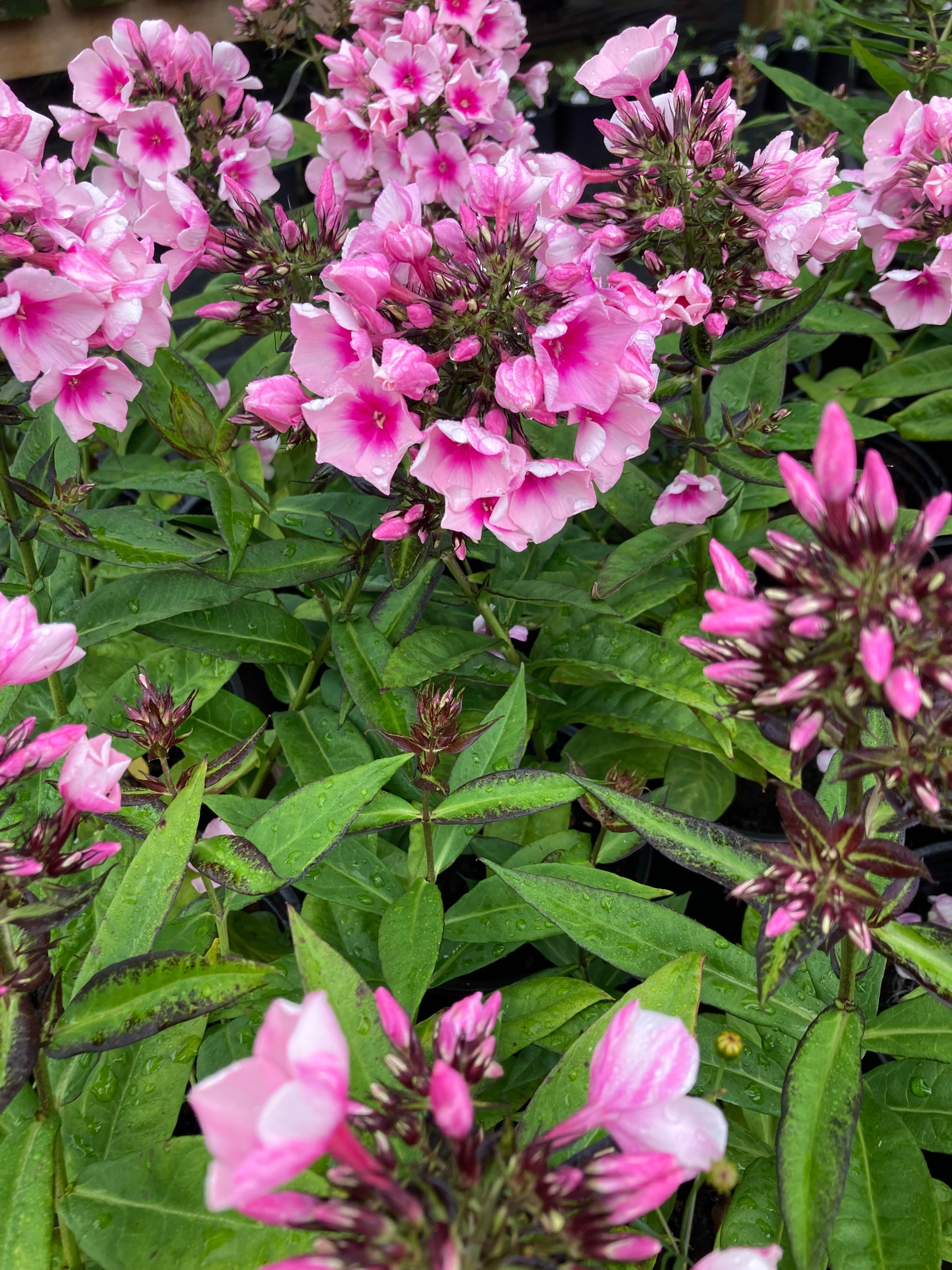 PHLOX PANICULATA ‘BRIGHT EYES’
