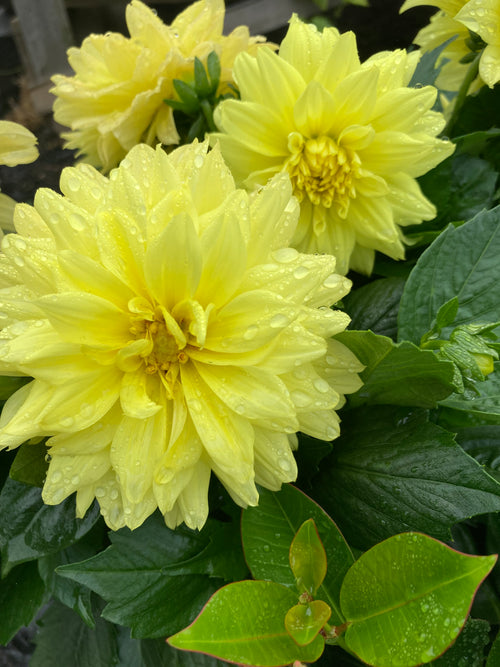 DAHLIA  'YELLOW'