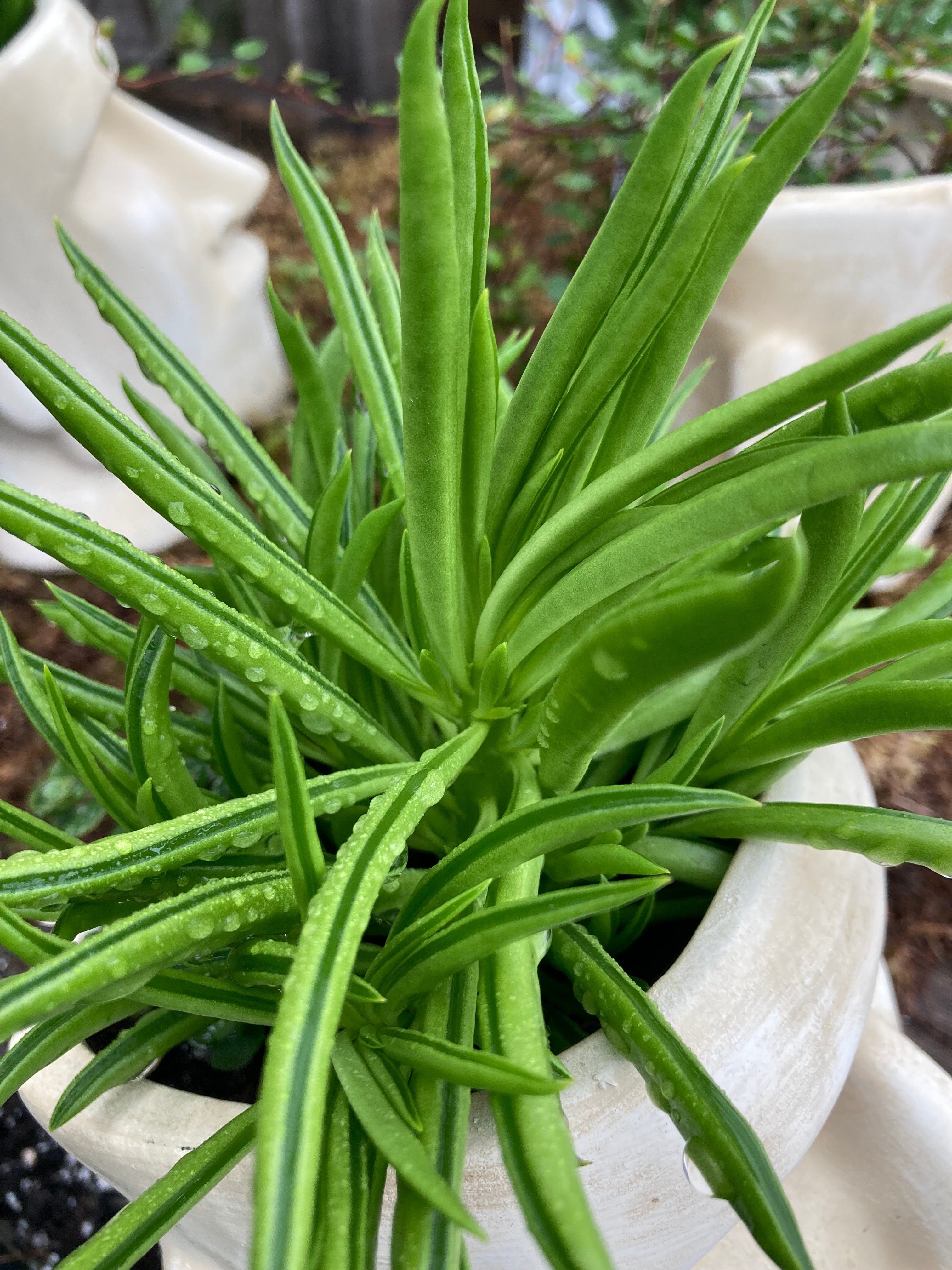 SUCCULENT PEPEROMIA 'HAPPY BEAN'