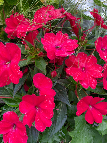 BEGONIA FRAGRANT FALLS 'PEACH'