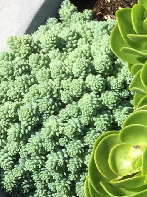 SUCCULENT SEDUM CREEPING DASYPHYLLUM MAJOR