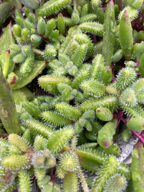 SUCCULENT DELOSPERMA 'ECHINATUM'