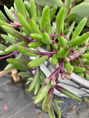 SUCCULENT SENECIO ROWLEYANUS