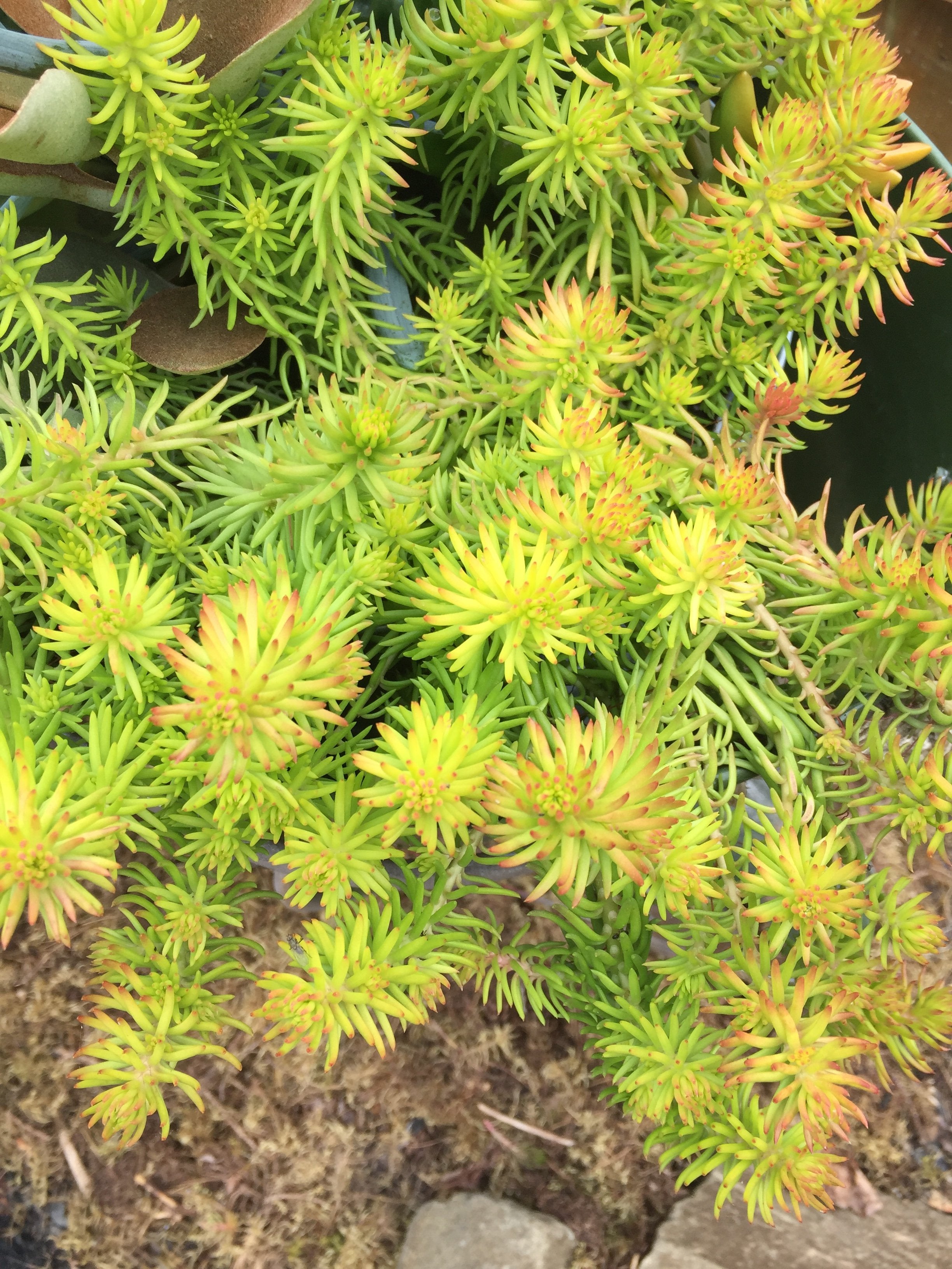 SUCCULENT SEDUM CREEPING 'ANGELINA'