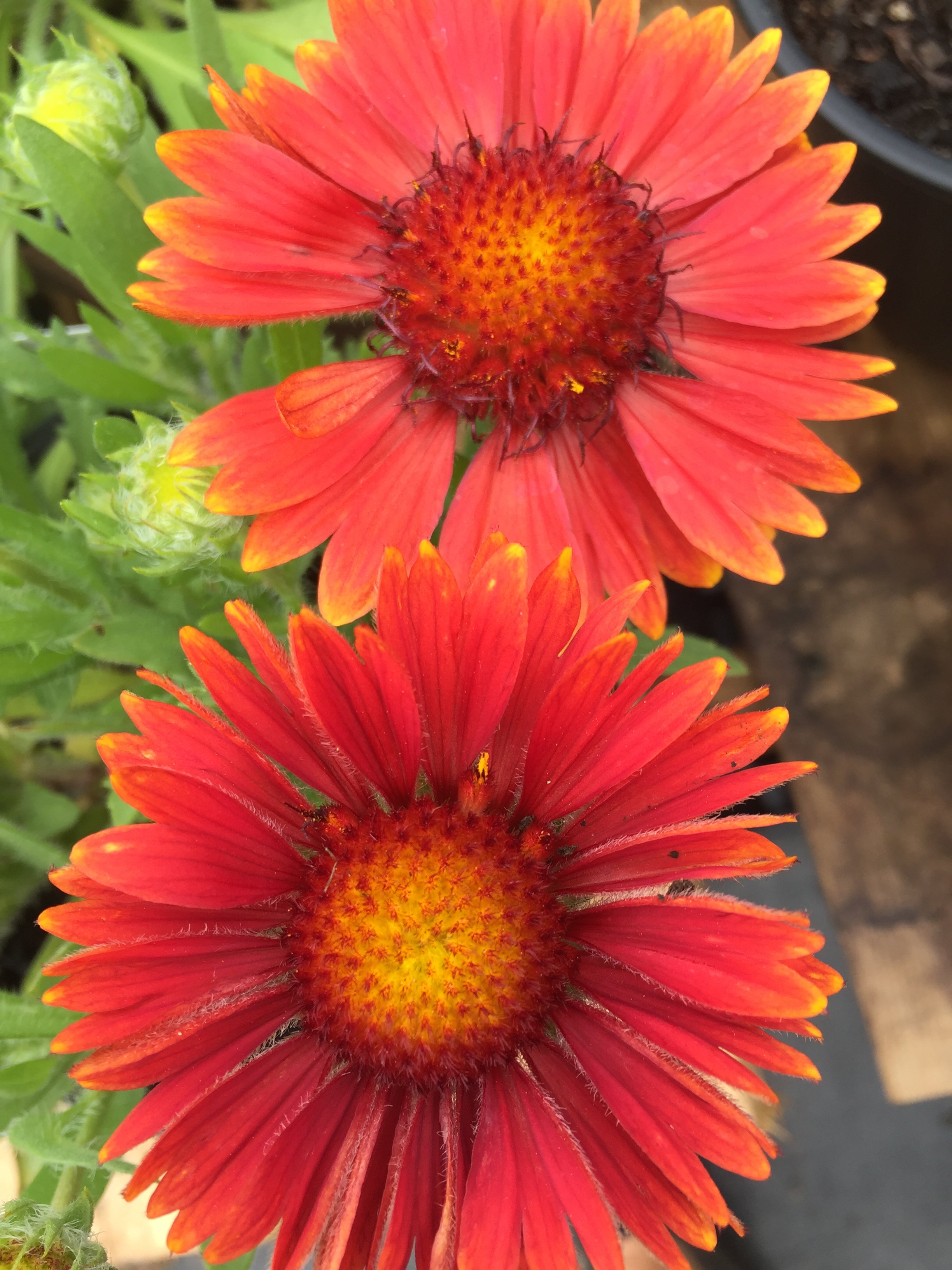 GAILLARDIA ARIZONA 'RED SHADES'