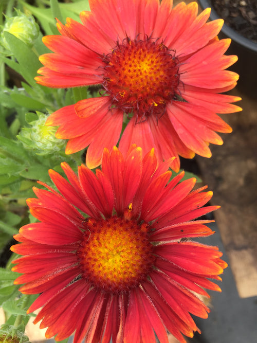 GAILLARDIA ARIZONA 'RED SHADES'