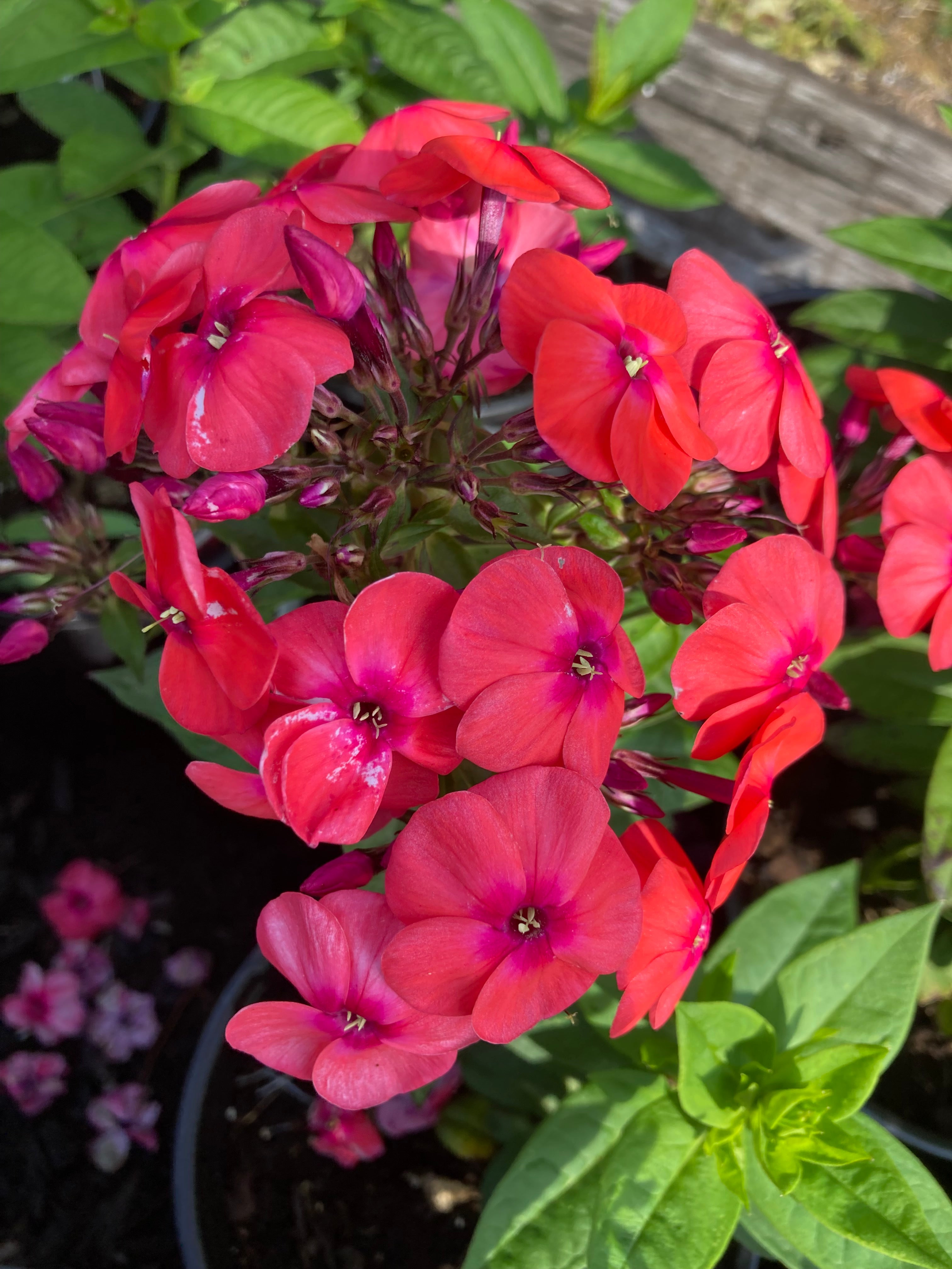 PHLOX PANICULATA ‘FLAME CORAL’