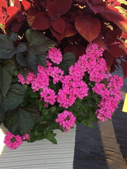 VERBENA VANESSA TOP DEEP PINK