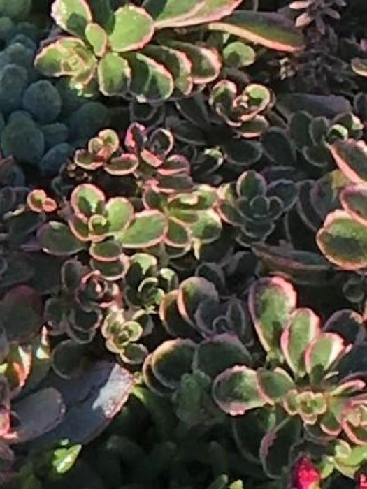SEDUM SPURIUM ‘TRICOLOR’