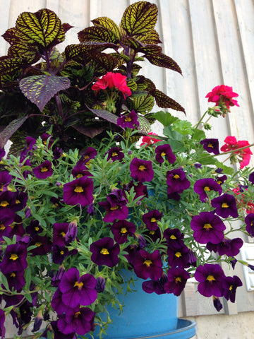 IPOMOEA (SWEET POTATO VINE) MARGUERITE