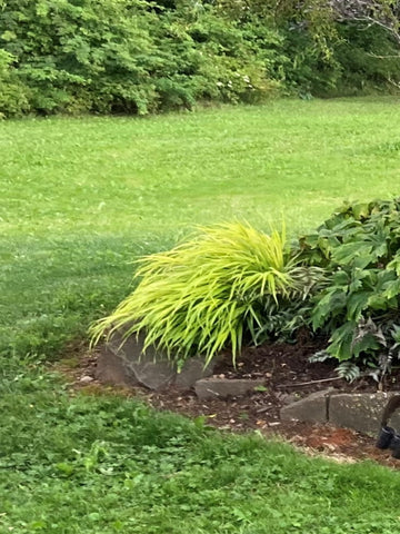 MISCANTHUS SINENSIS ‘VARIEGATUS'