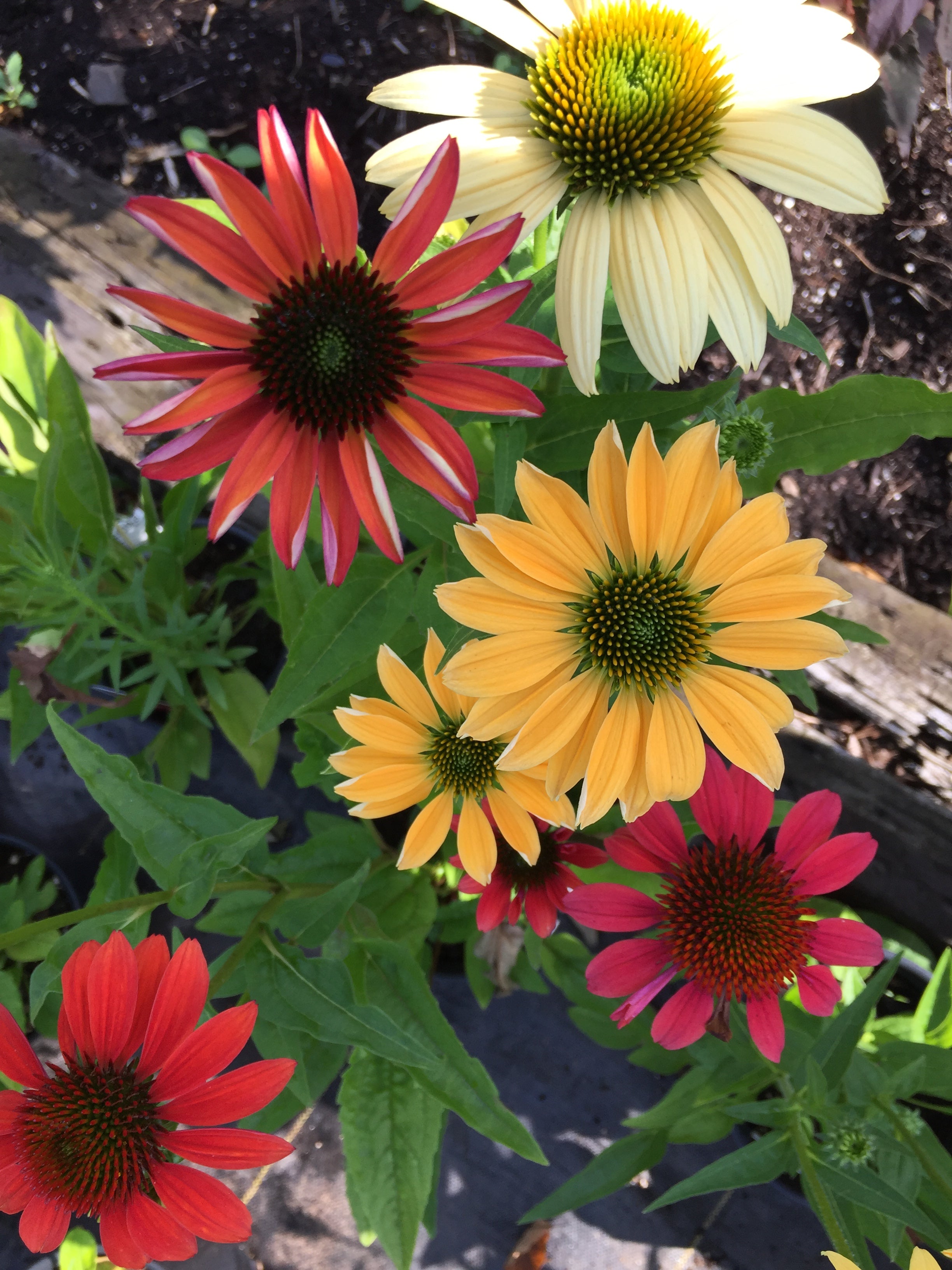 ECHINACEA PURPUREA CHEYENNE SPIRIT