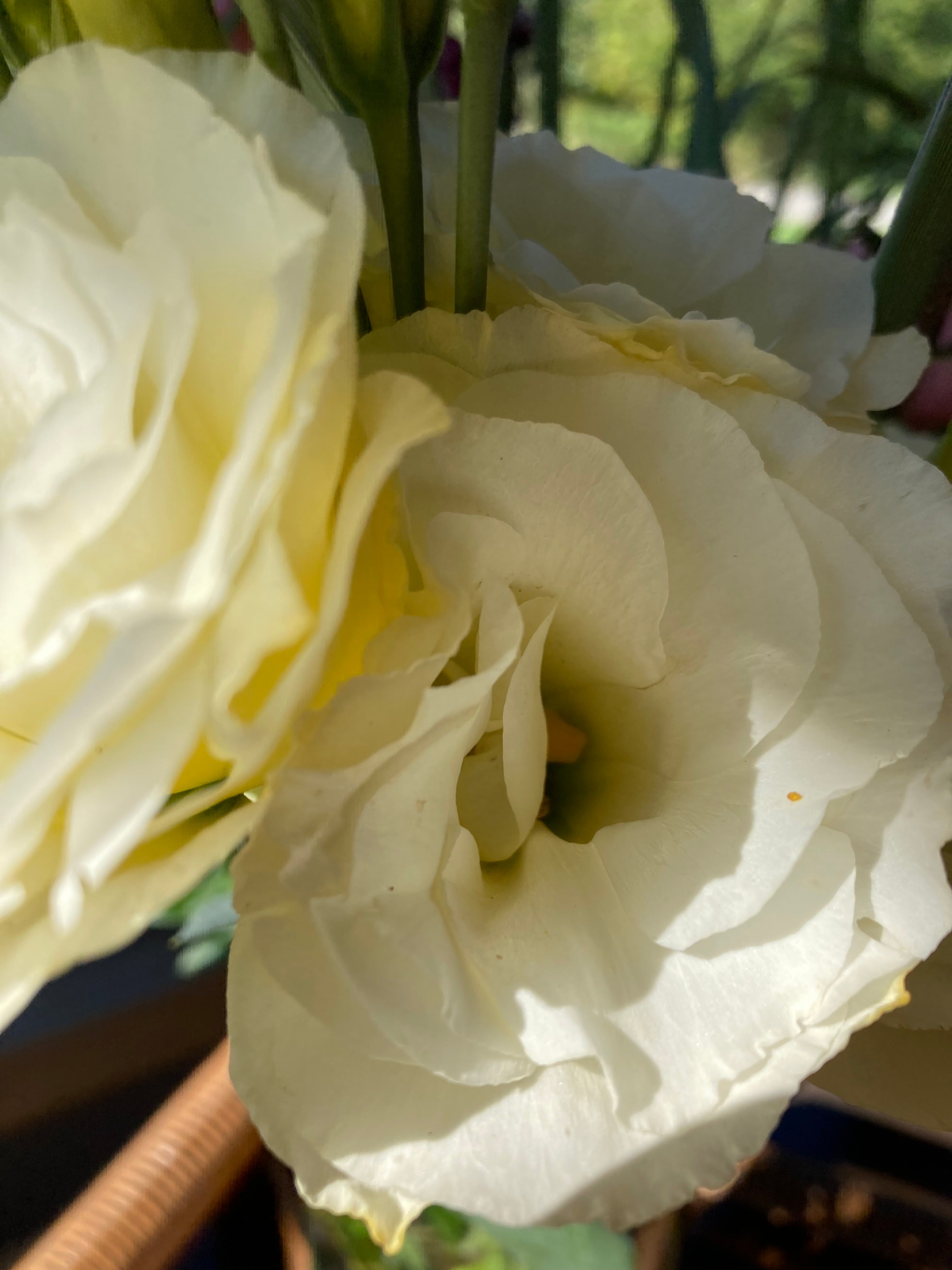 LISIANTHUS 'FLARE YELLOW'