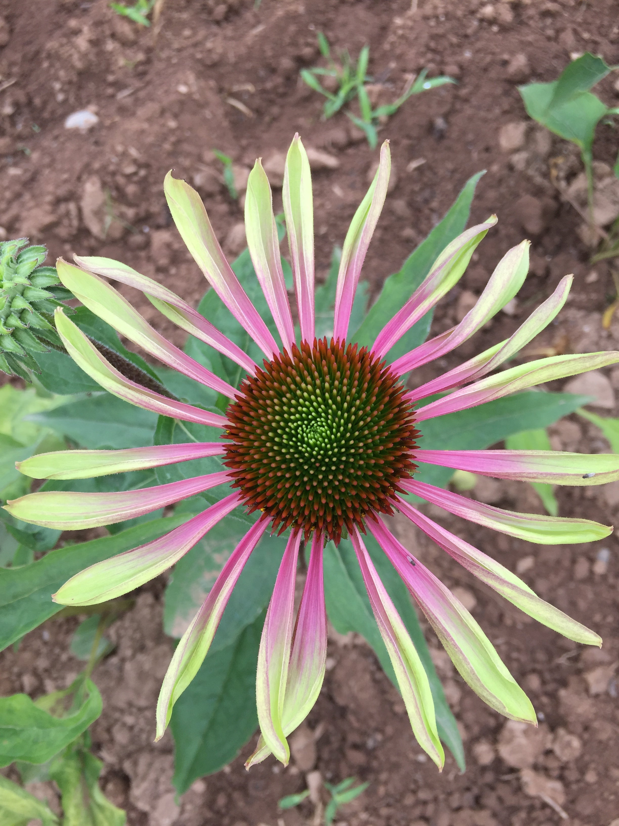 ECHINACEA PURPUREA 'GREEN TWISTER'