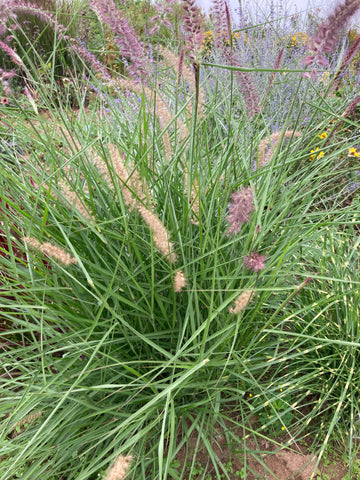MISCANTHUS SINENSIS ‘VARIEGATUS'