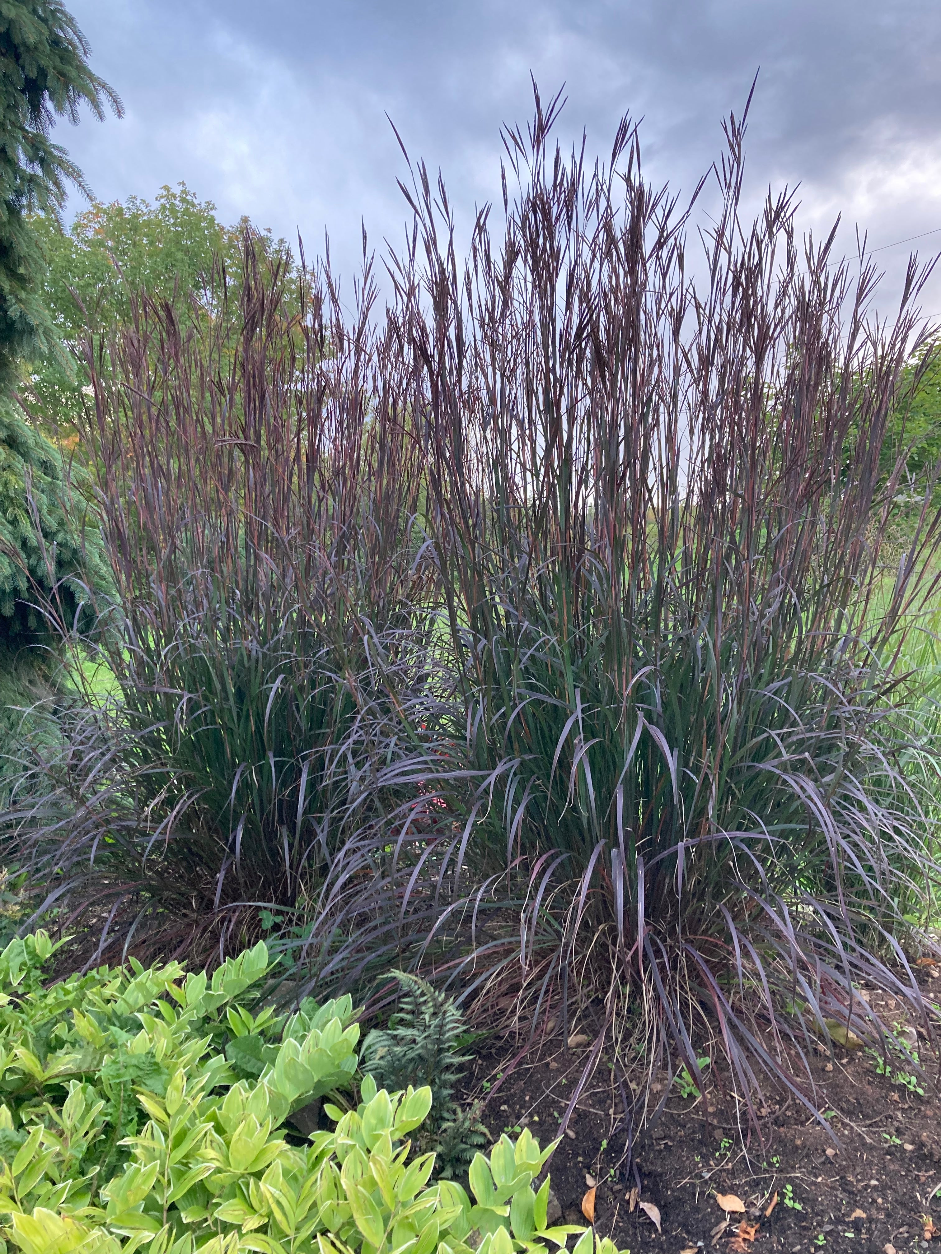 ANDROPOGON GERARDII 'BLACK HAWKS'