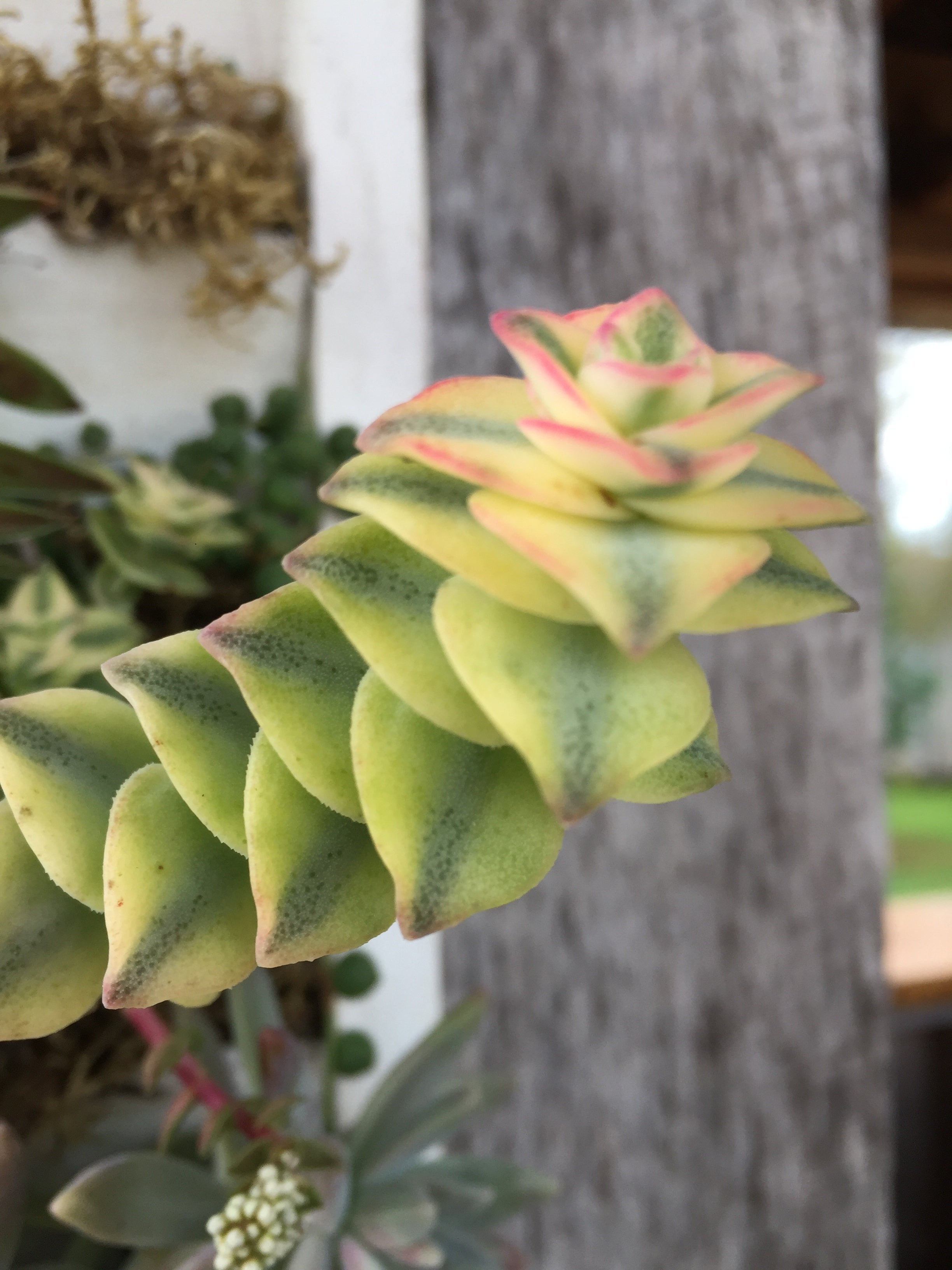 SUCCULENT CRASSULA PERFORATA VARIEGATA