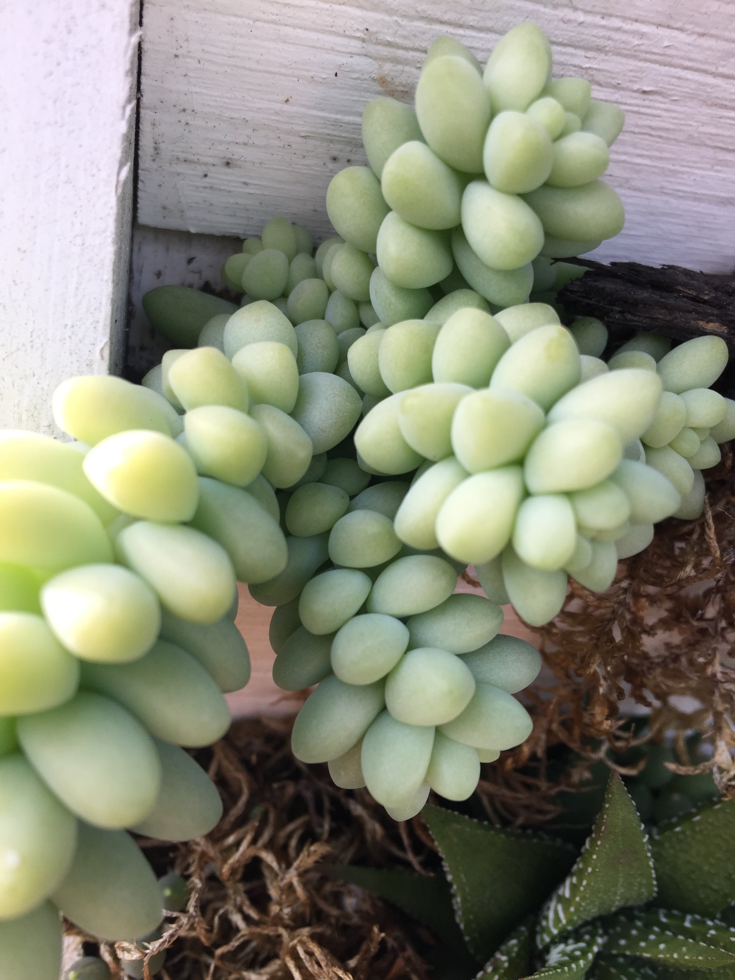 SUCCULENT SEDUM CREEPING MORGANIANUM 'DONKEY'