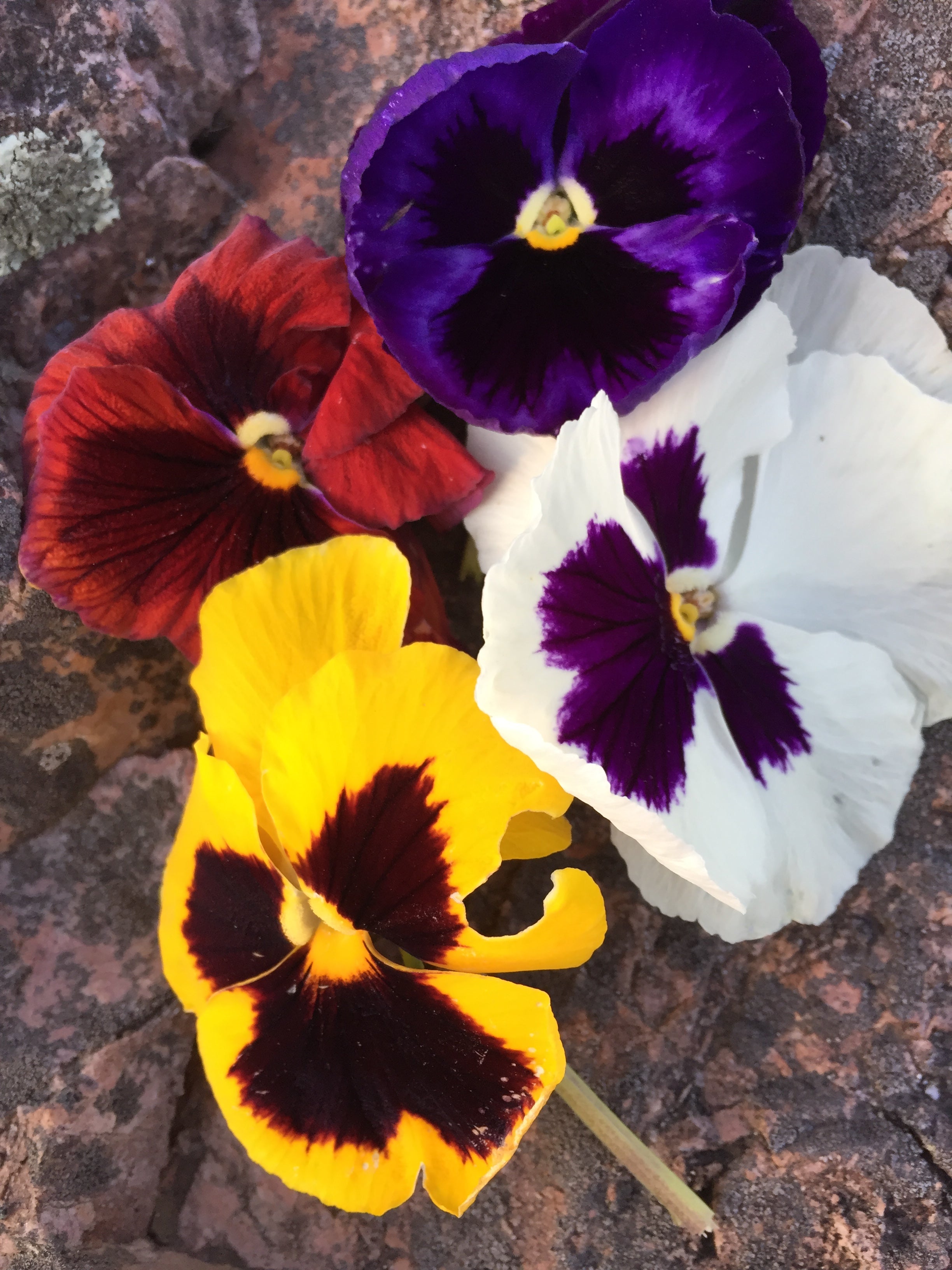 PANSY COLOSSUS MIX
