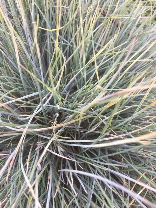 FESTUCA GLAUCUM 'BEYOND BLUE'