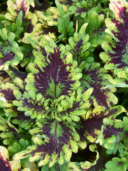 Botanical Fishnets - Foliage