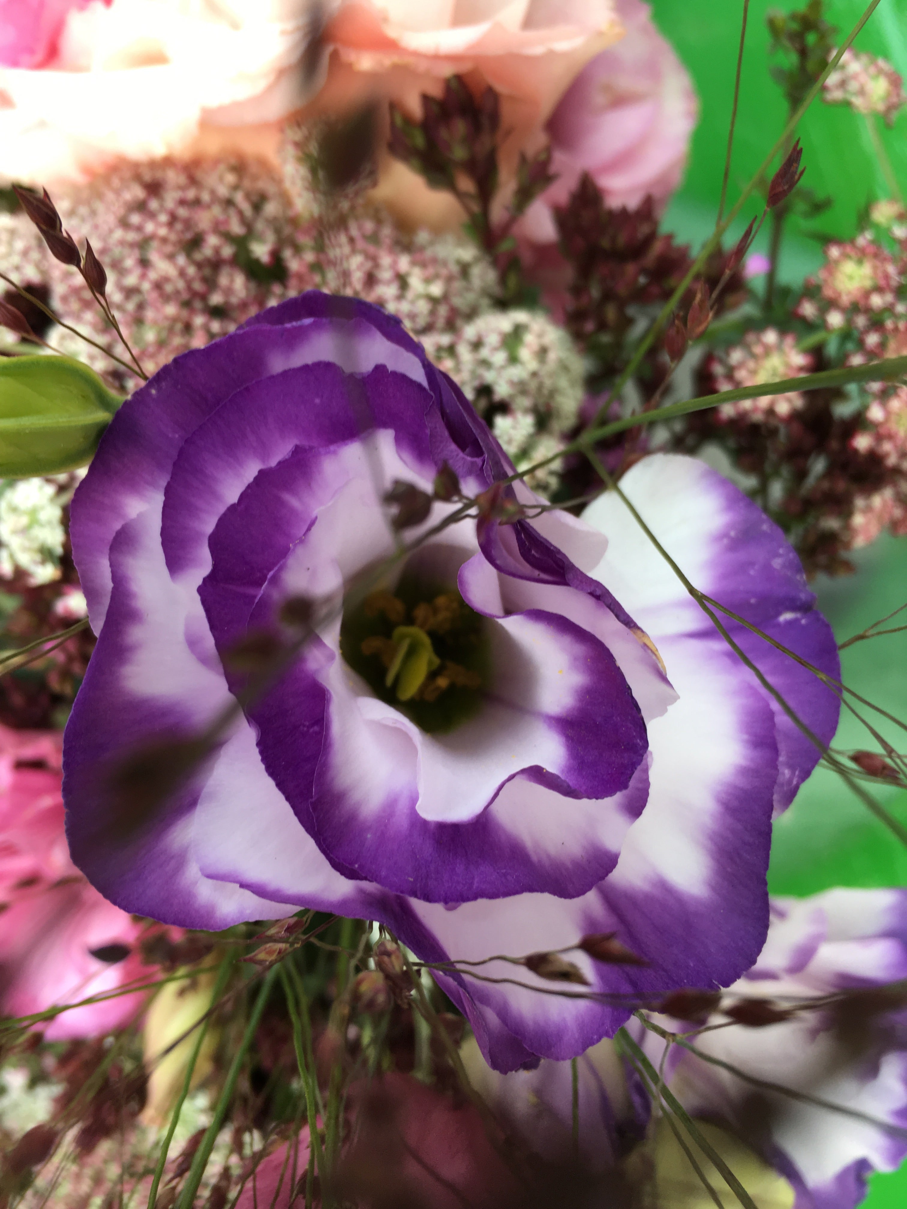 LISIANTHUS 'BLUE RIM'