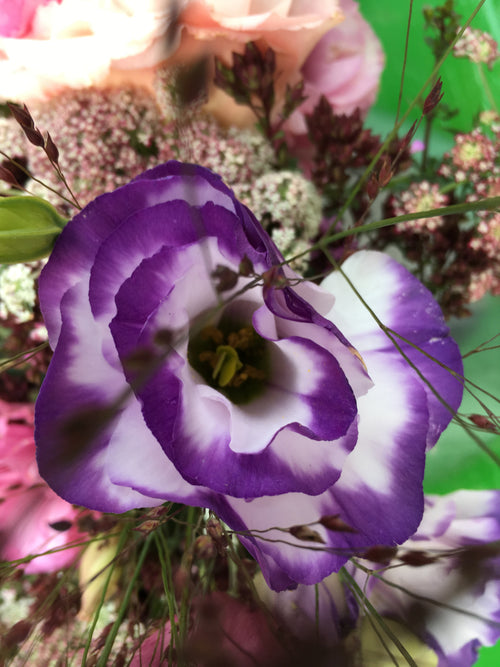 LISIANTHUS 'BLUE RIM'