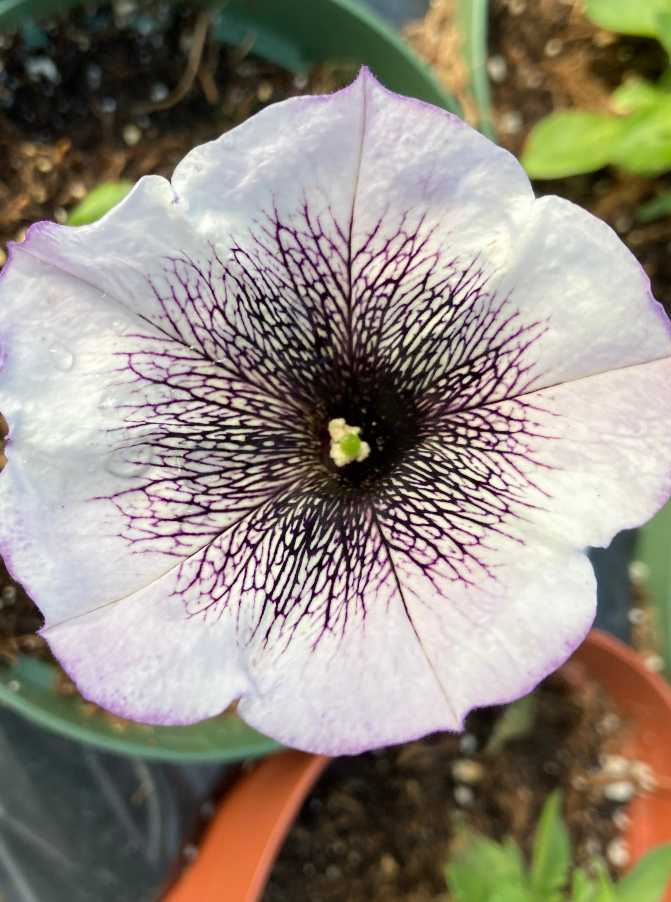 PETUNIA CRAZYTUNIA BLACK & WHITE