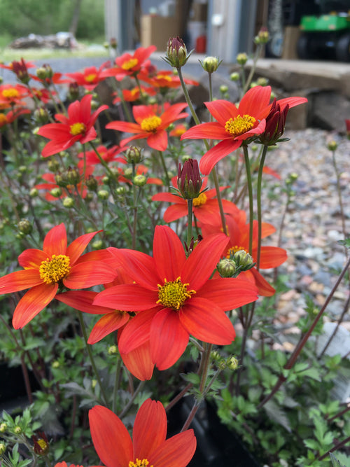 BIDENS 'RED'