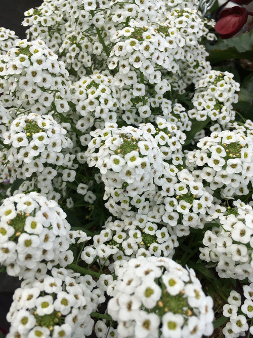 ALYSSUM 'WHITE'