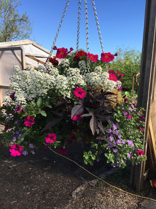 HANGING MOSS BASKET