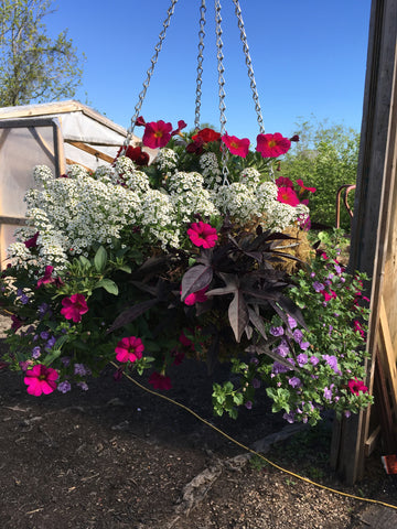 HANGING MOSS BASKET 'SHADE'