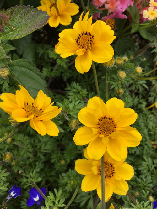 BIDENS 'YELLOW'